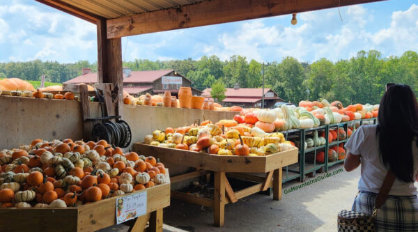 Pumpkins at Jaemor Farms Market in GA