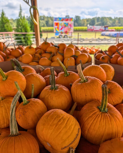 Uncle Shuck's Pumpkin Patch in Dawsonville