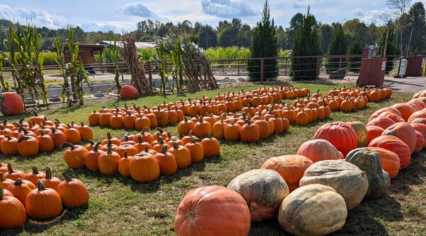 Pumpkin Patch at Uncle Shuck's near Corn Maze