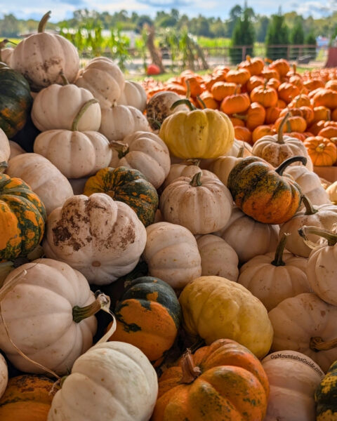 Uncle Shuck's Pumpkins in North Georgia
