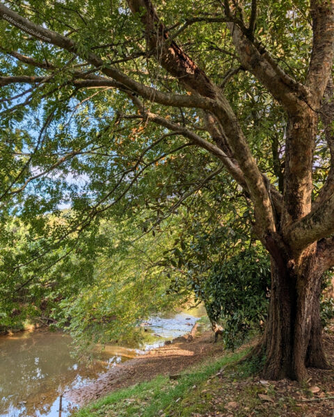 Creekside Tree at Accent Cellars in Dahlonega in October 2026