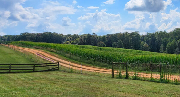 View of the corn maze at Jaemor Farms in Alto GA 2025