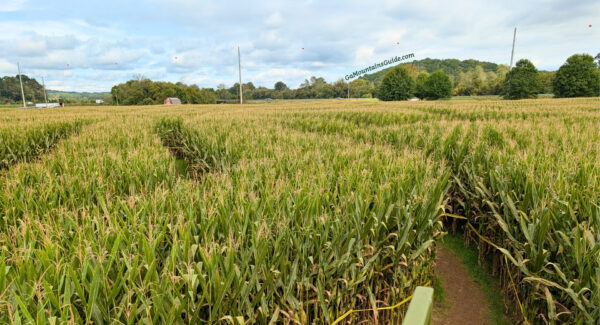 An elevated view from the bridge shows branching paths through the broad cornfield at Uncle Shuck’s.