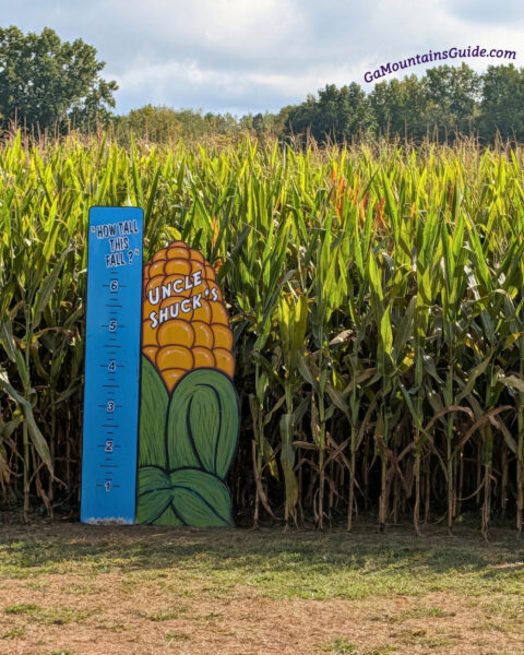 Colorful Uncle Shuck’s corn character and blue height-measuring sign beside the cornfield.