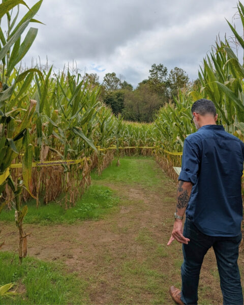 Corn mazes tower above people at Uncle Shuck’s