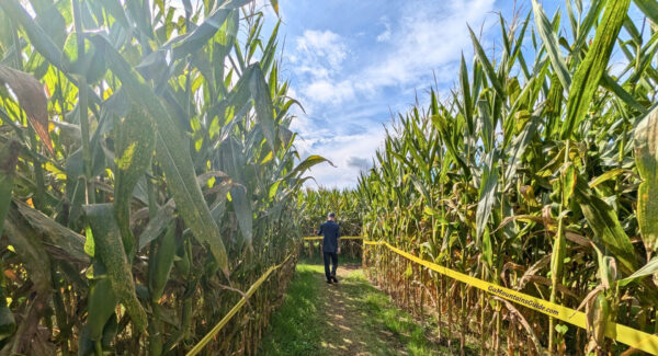 Uncle Shucks Corn Maze Sunny Path in Dawsonville